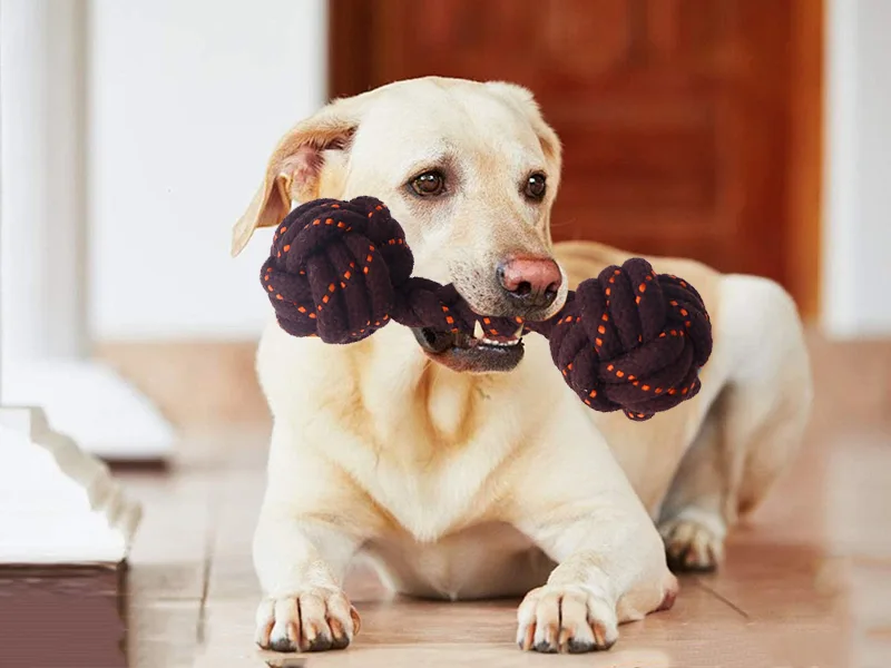 Cómo elegir juguetes de masticación para perros？