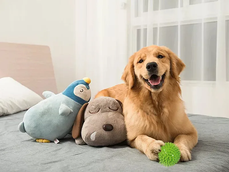 Cómo mantener feliz a tu mascota？