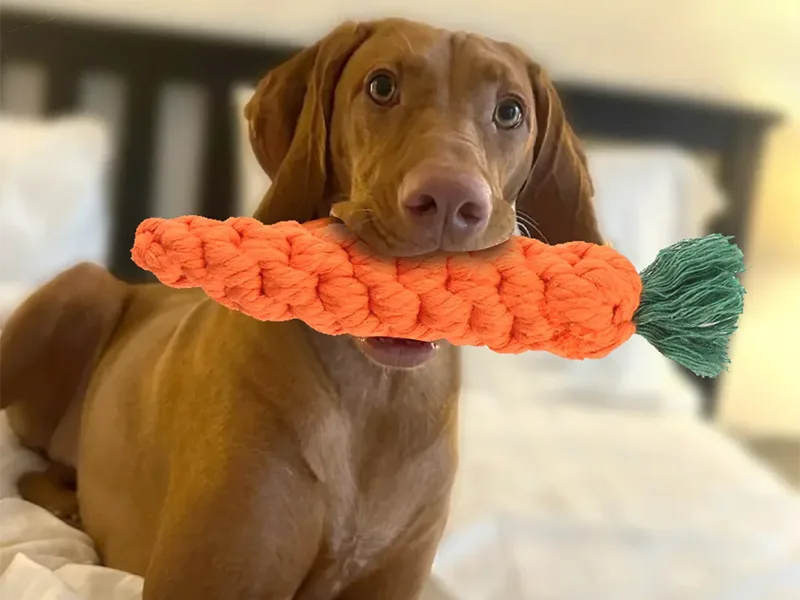 Tipos de juguetes para masticar perros